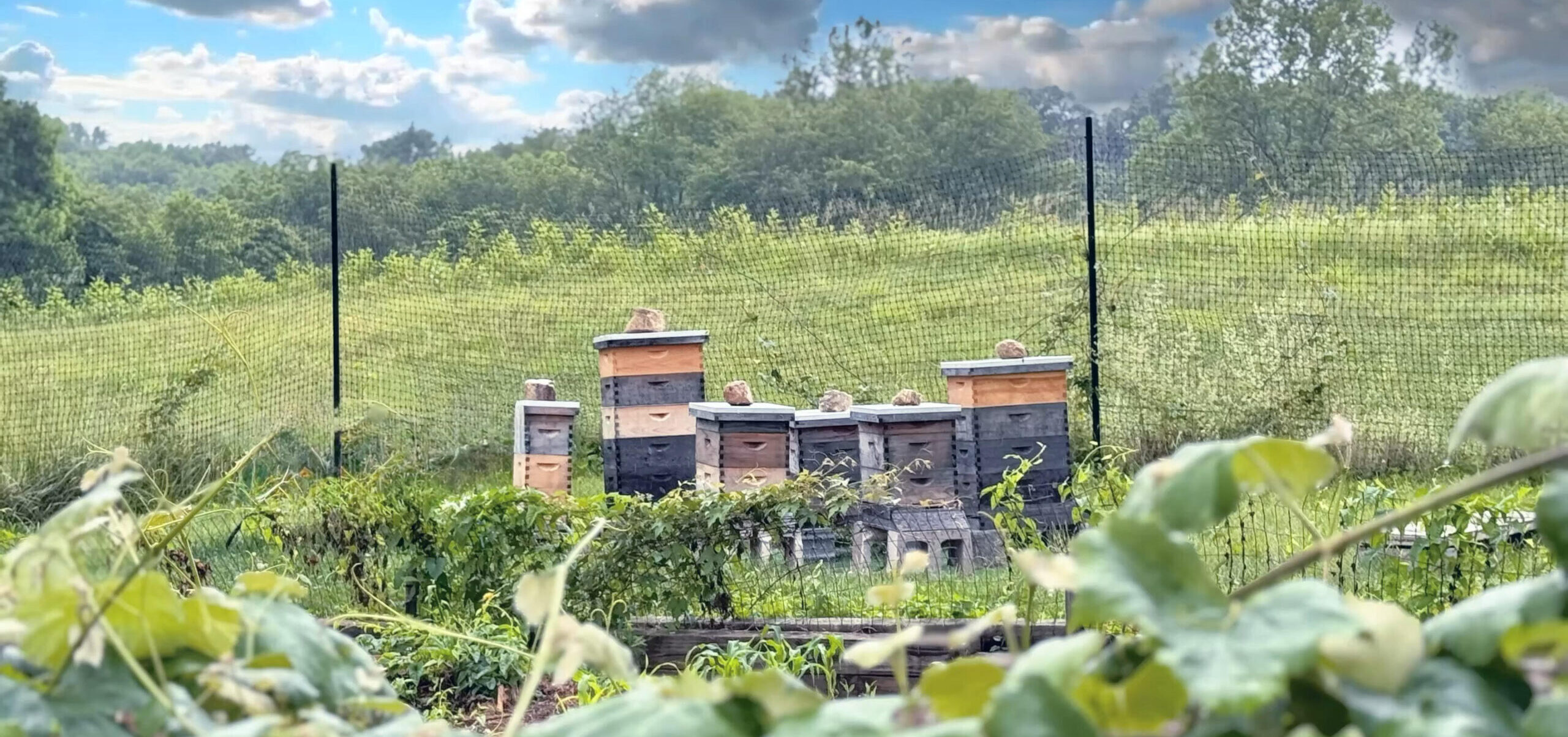 find honey to buy in newark de