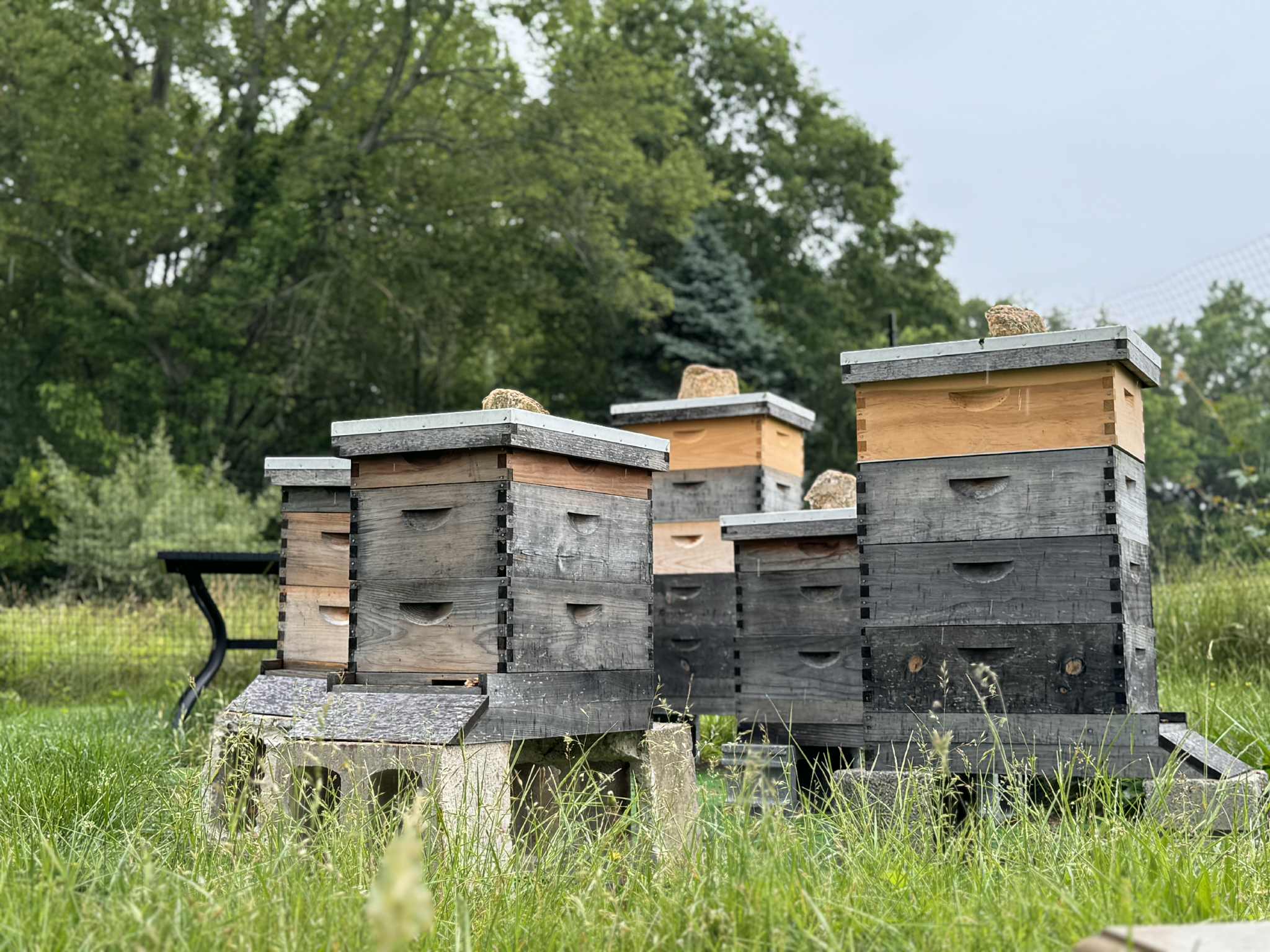 Honey Hives in Delaware