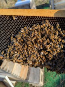 Infused Honey for Sale in Delaware