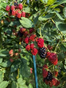 Local Delaware Berries for Sale