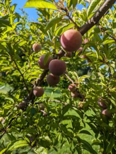 Local Delaware Peach for Sale