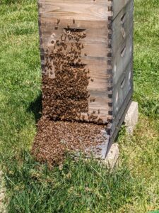 Local Honey for Sale in Delaware