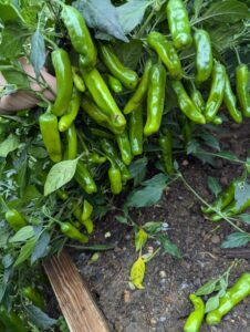 Local Peppers in Delaware to Sell