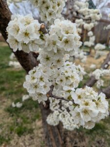 Peach Blossoms in Delaware