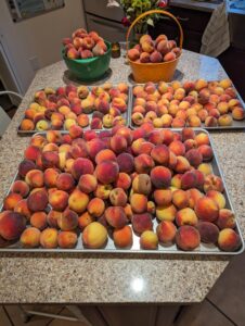 Peaches for Sale in Delaware