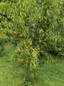 Peaches in Delaware