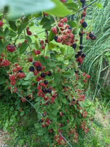 berries in delaware