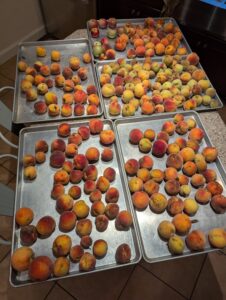 delaware peaches 2025