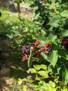 fresh berries