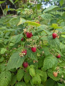fresh berries in delaware