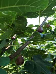 fresh fruit for sale