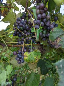 fresh grapes for sale