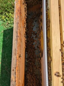 fresh honey in frame in delaware