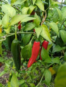 fresh peppers delaware
