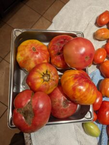 fresh tomatoes for sale in delaware