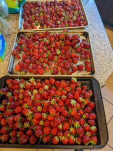 fresh tomatoes in delaware