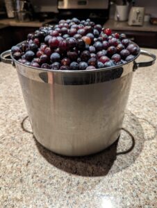 grapes in delaware