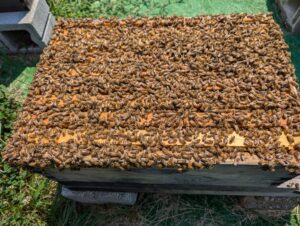 honey box delaware