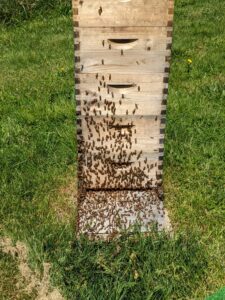 honey hive in delaware