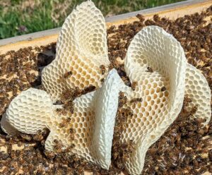 honey sculpture