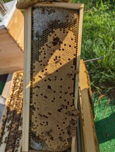 local beekepper in delaware