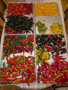 local produce delaware