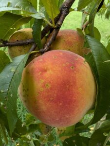 peach trees in delaware