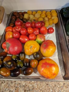 tomatoes delaware