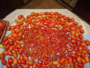 tomatoes in delaware fresh local