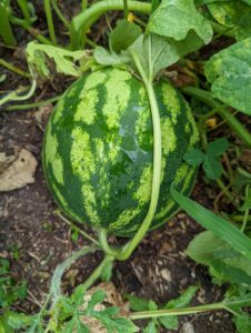 watermelon for sale